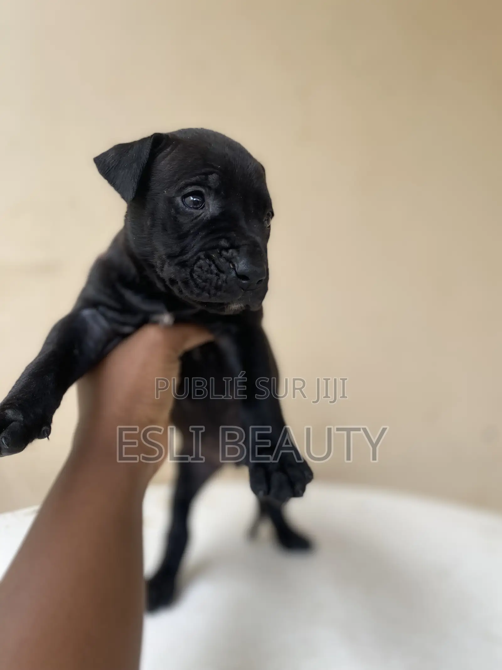 1-3 mois Femme Race mixte American Pit Bull Terrier