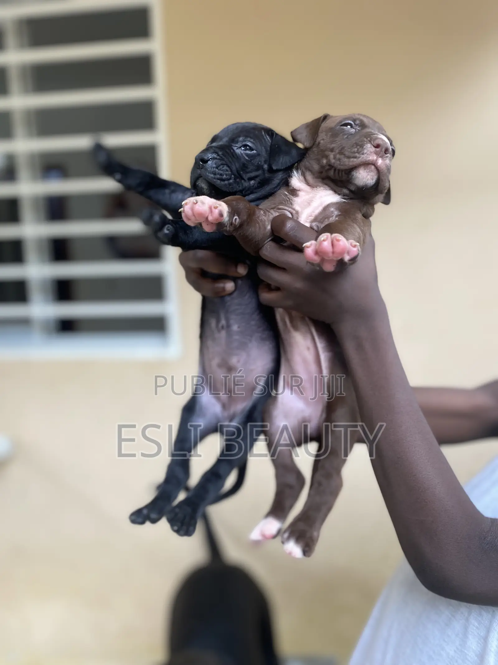 1-3 mois Femme Race mixte American Pit Bull Terrier