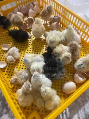 Photo - Nouveau Poussins Disponible