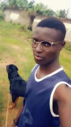 Photo - Plus d’un an Homme Pure race Rottweiler