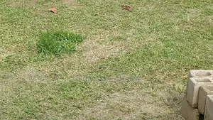 Vente De Terrains Yahou