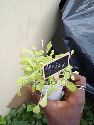 Photo - Mise en Place De Potager Bio