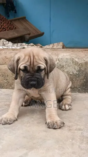 Photo - 1-3 mois Femme Pure race Boerboel