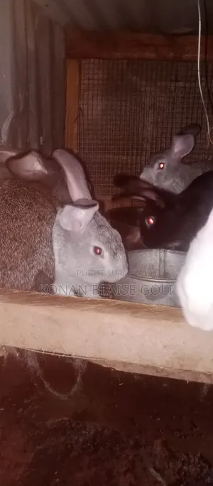 Photo - Vente De Lapin