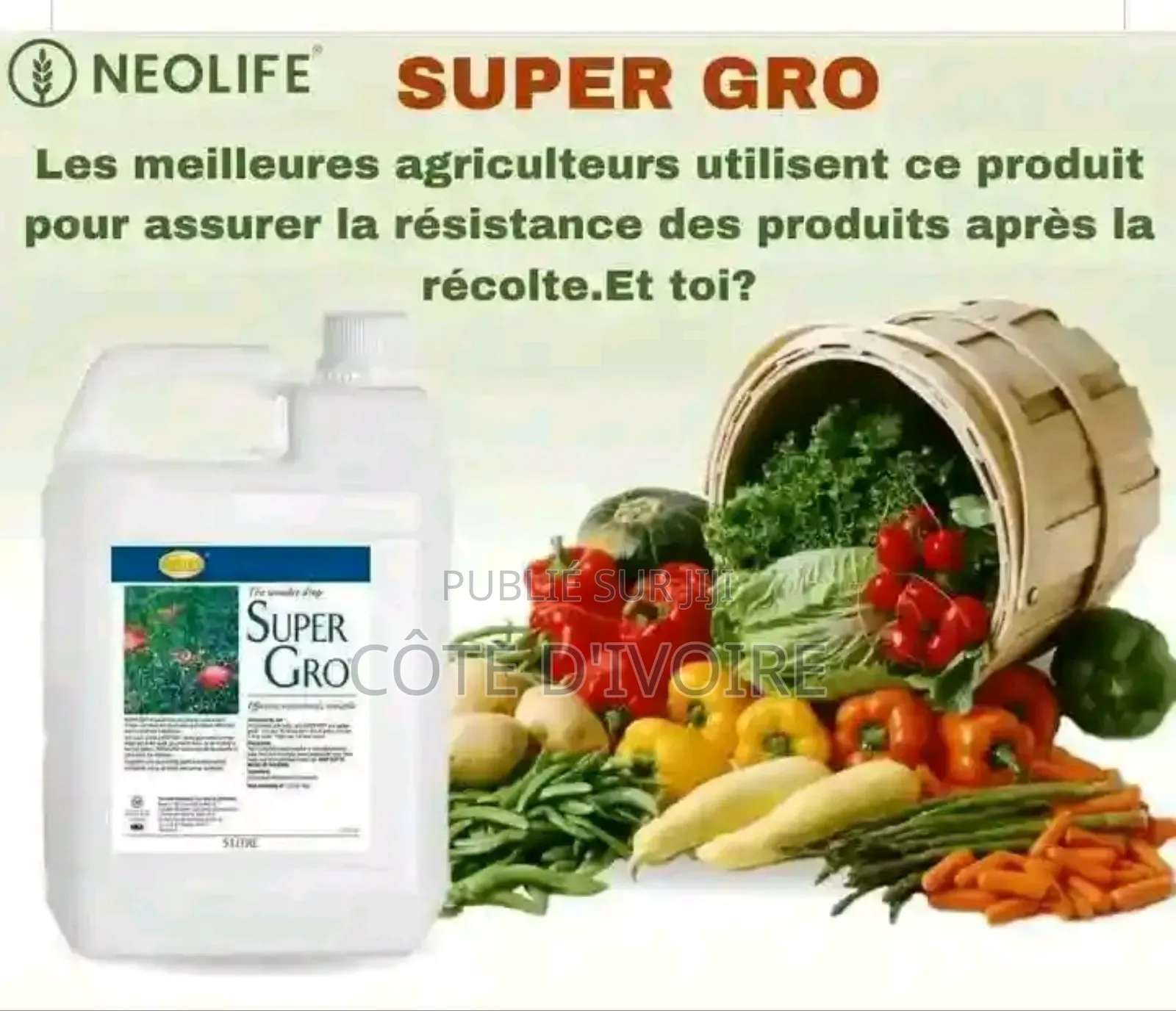 Super Gros ( 1 Carton)