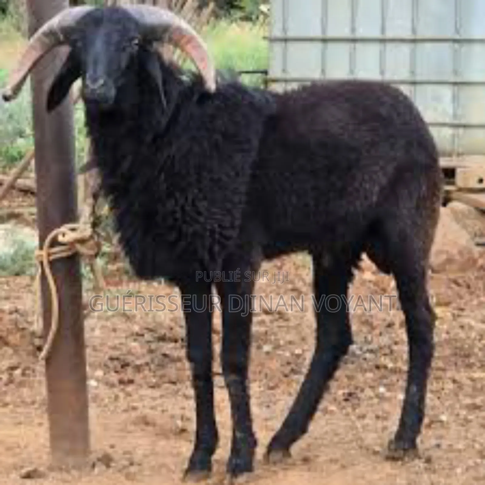 Secret De La Richesse Djinan