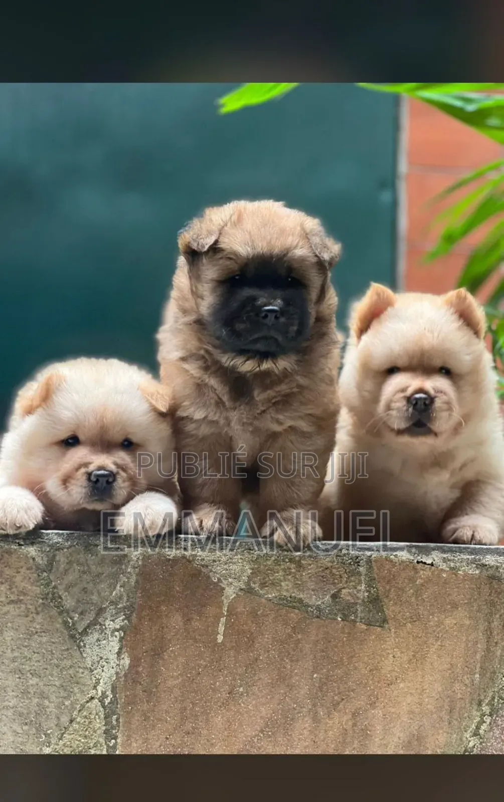 1-3 mois Homme Pure race Chow Chow