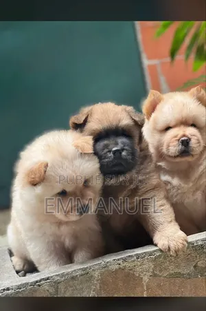 1-3 mois Homme Pure race Chow Chow