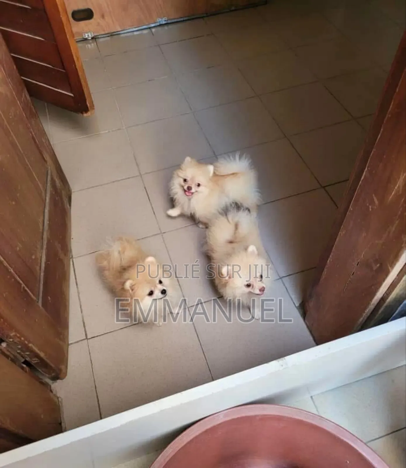 1-3 mois Femme Pure race Finnish Spitz