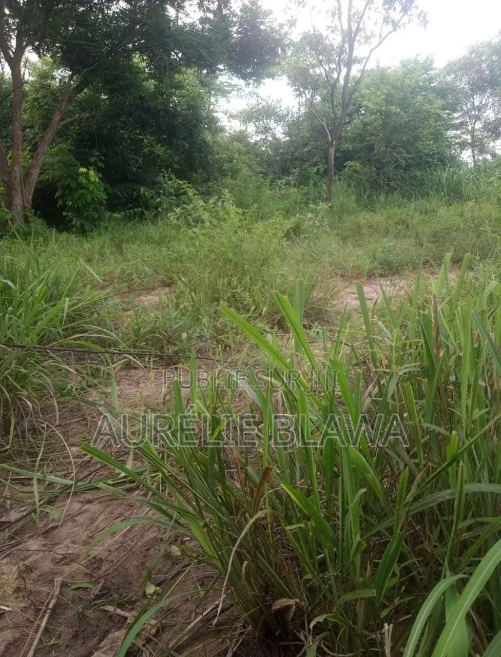 Terrain en Vente a Ndouci