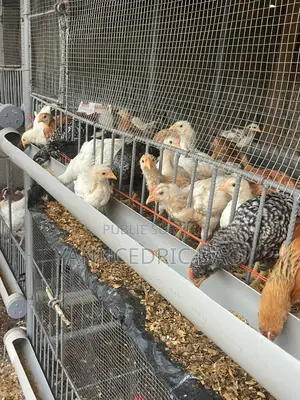 Des Poussins De ( 1 Mois Déjà Chauffé Et Vacciné )