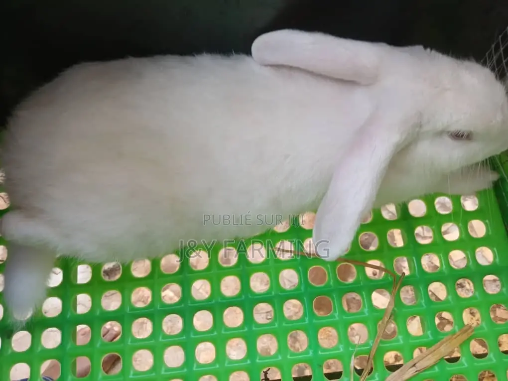Vente De Lapin