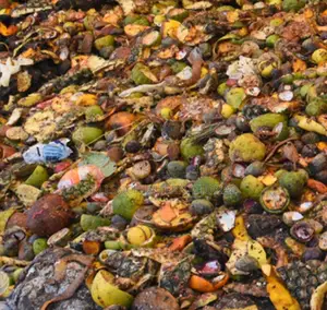 La Richesse Agricole Du Bsf