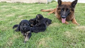 Photo - 1-3 mois Homme Pure race Belgian Malinois