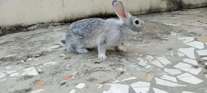 Photo - Vente De Lapin