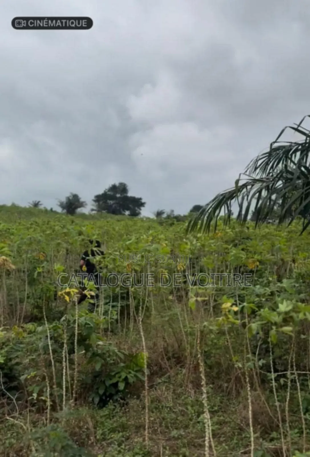 Des Terrains en Vente À Songon