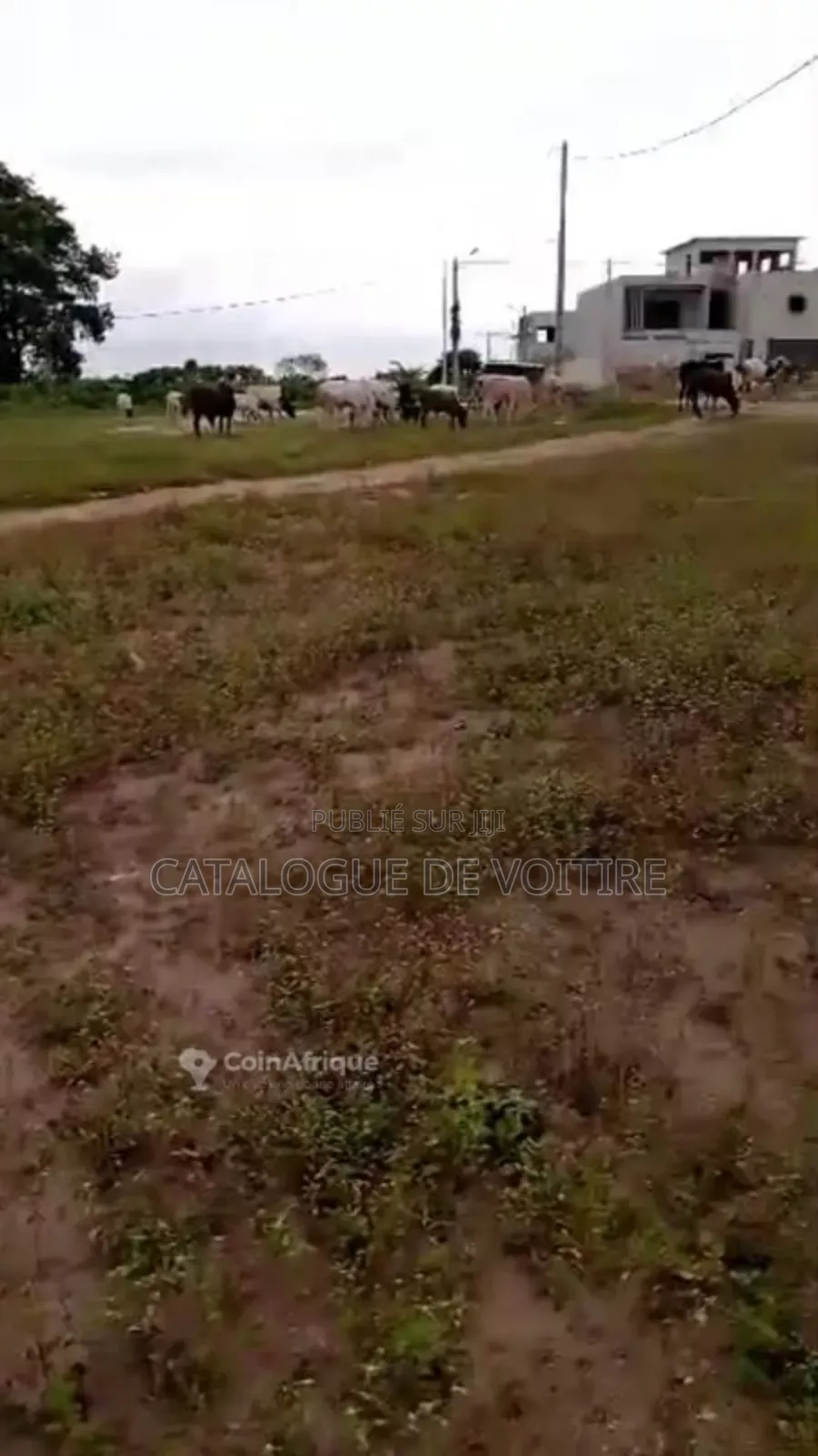 Des Terrains en Vente À Songon