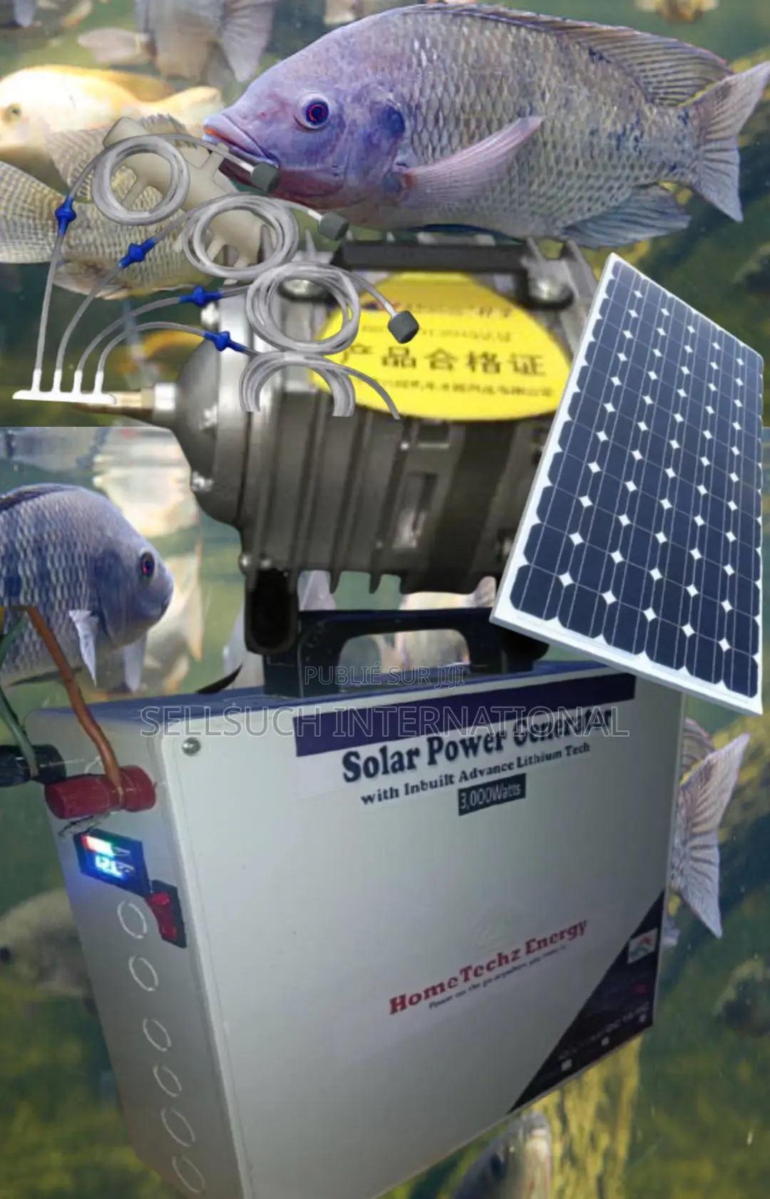 Pisciculture Domestique Rentable Tilapia Et Catfish