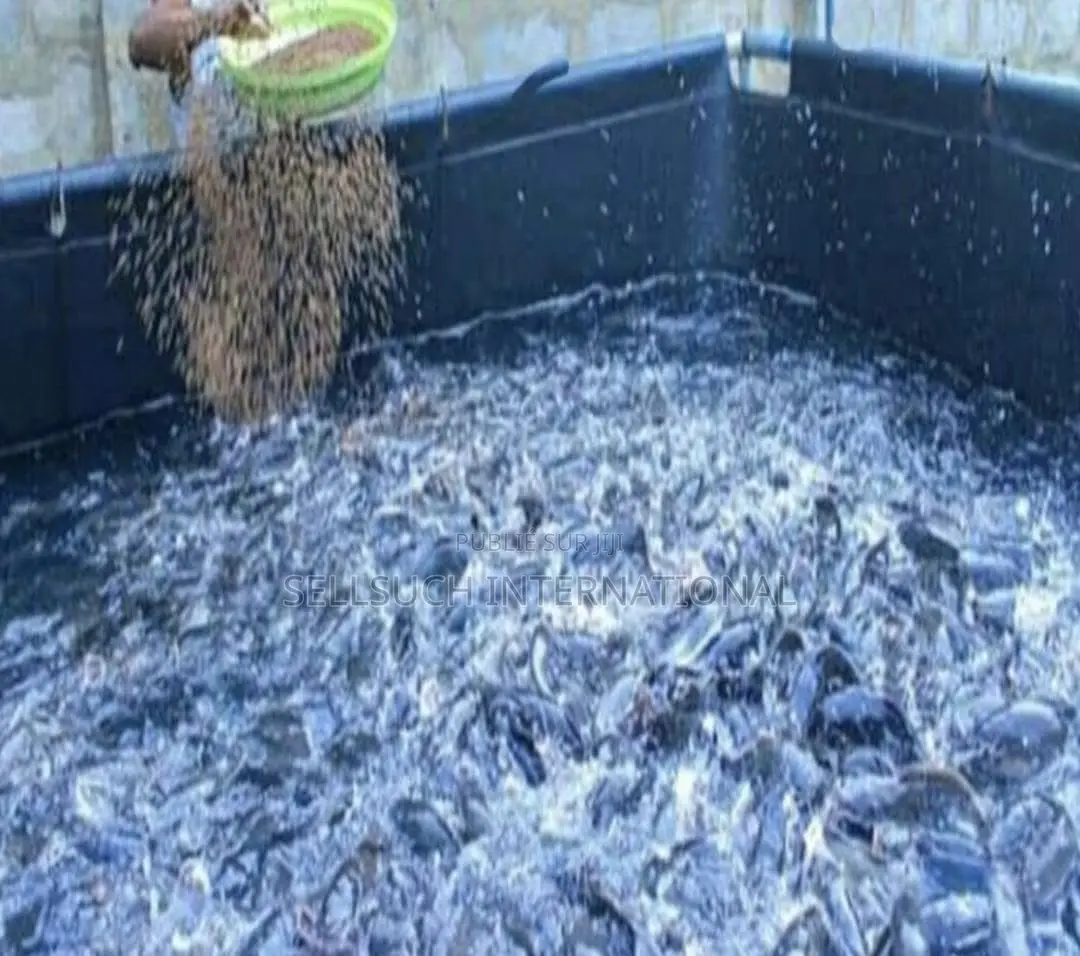 Pisciculture Domestique Rentable Tilapia Et Catfish