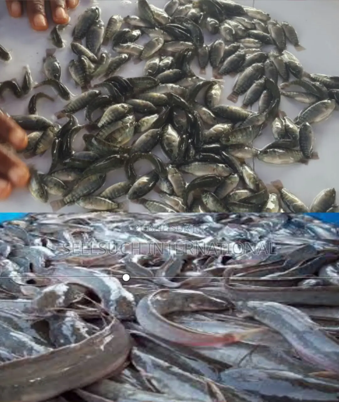 À Croissance Rapide Alevins De Poisson-chat Et De Tilapia