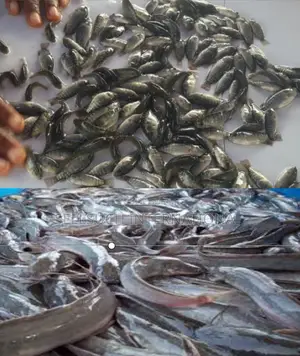 Photo - À Croissance Rapide Alevins De Poisson-chat Et De Tilapia