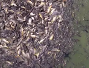 À Croissance Rapide Alevins De Poisson-chat Et De Tilapia