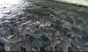 À Croissance Rapide Alevins De Poisson-chat Et De Tilapia