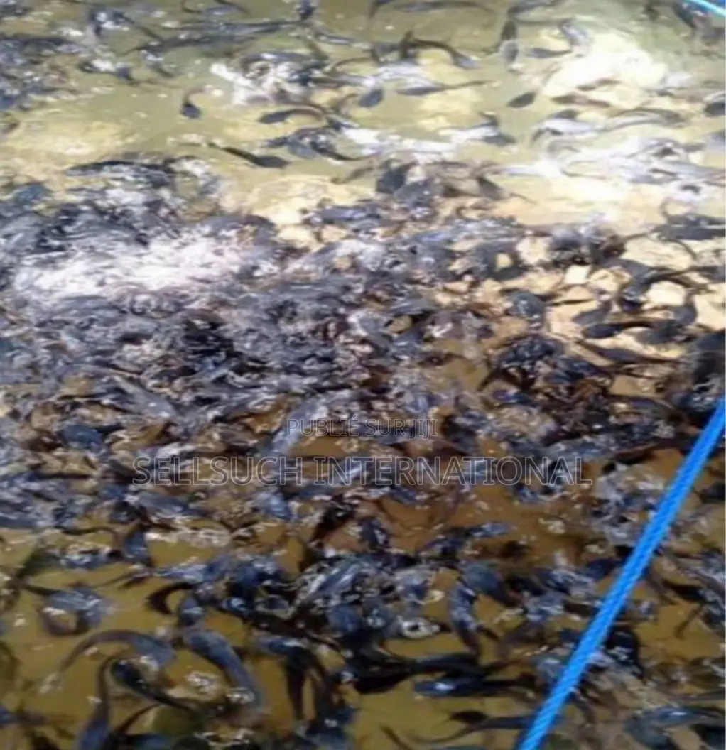 À Croissance Rapide Alevins De Poisson-chat Et De Tilapia