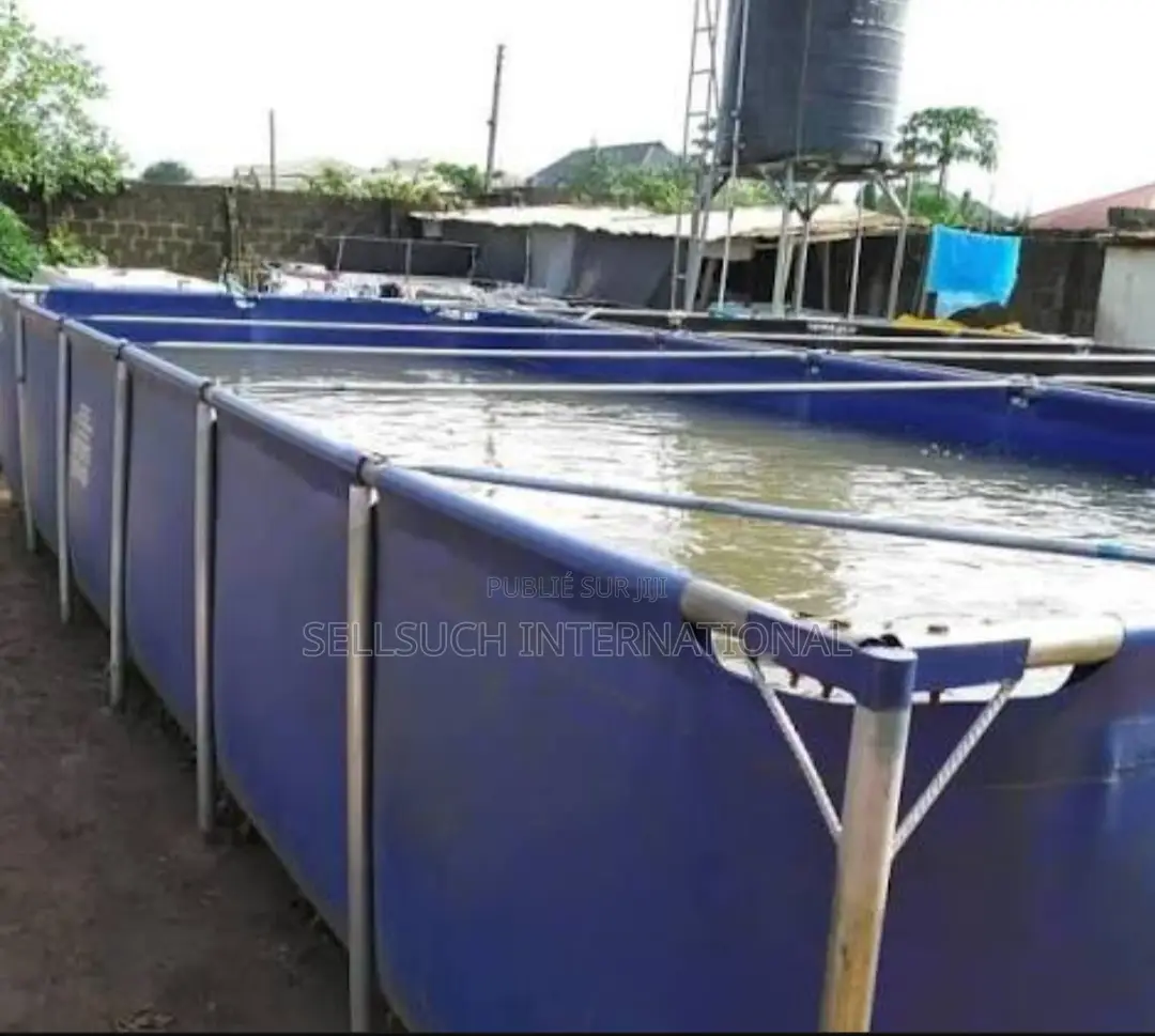 À Croissance Rapide Alevins De Poisson-chat Et De Tilapia