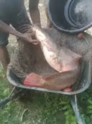 Photo - Espèces De Poissons Géants Pour La Pisciculture