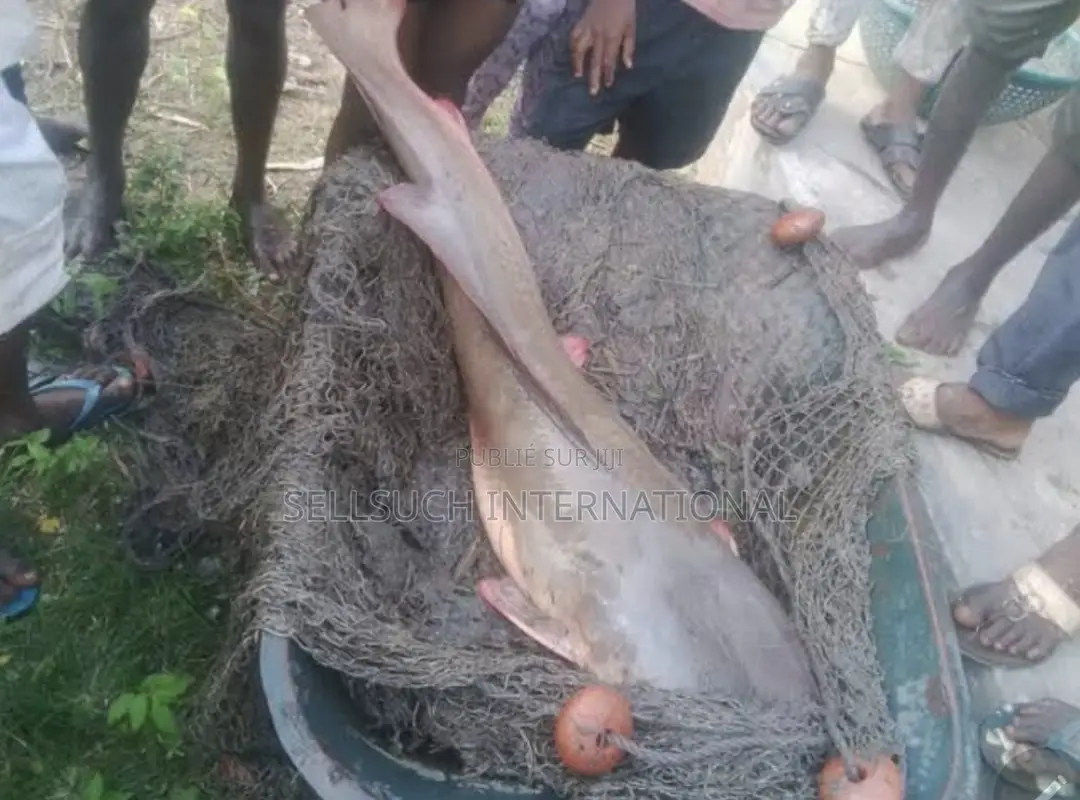 Espèces De Poissons Géants Pour La Pisciculture