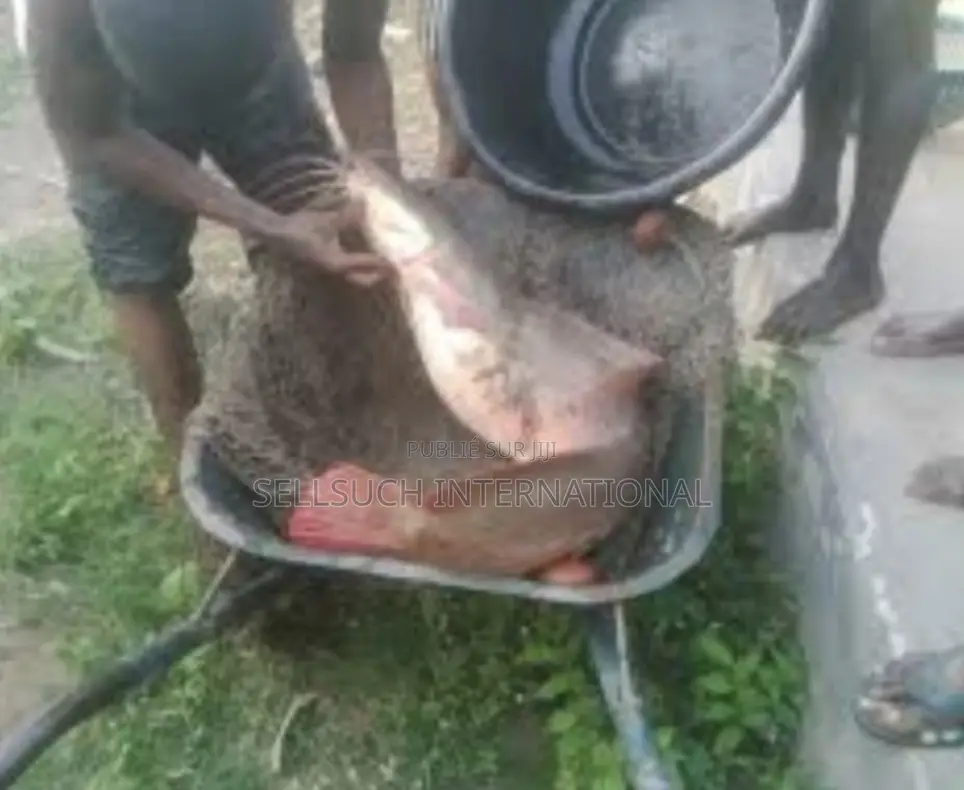 Espèces De Poissons Géants Pour La Pisciculture