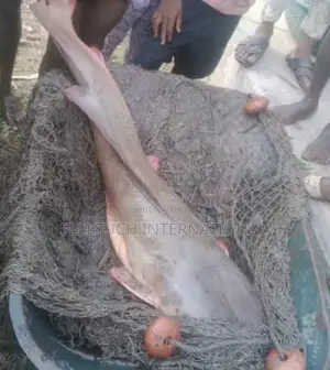 Espèces De Poissons Géants Pour La Pisciculture