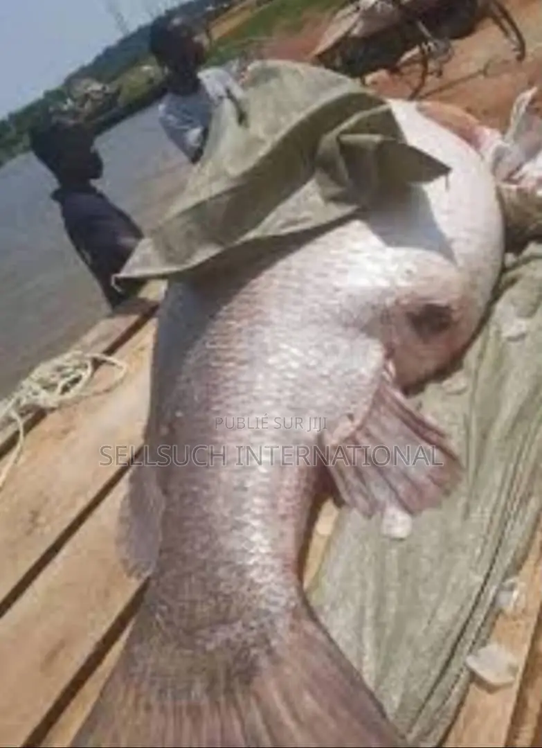 Espèces De Poissons Géants Pour La Pisciculture