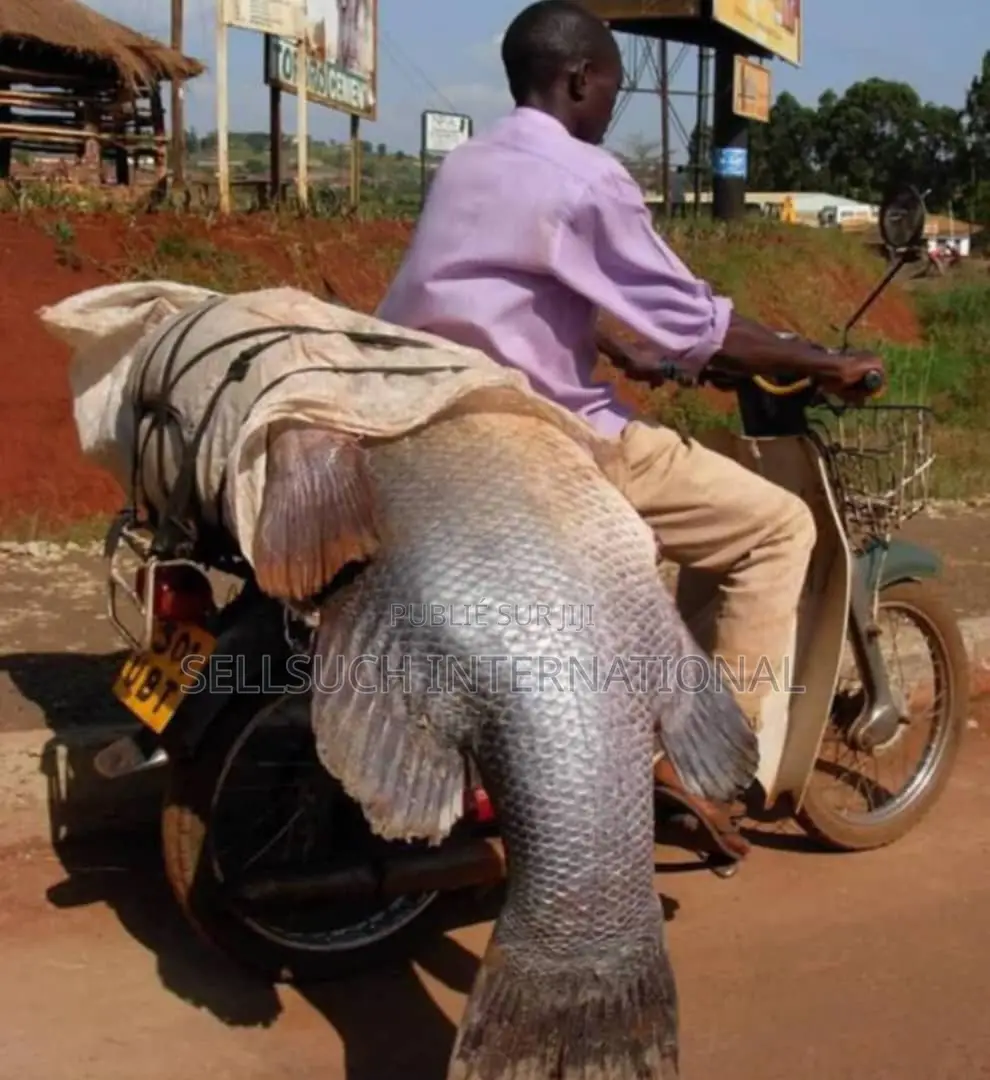 Espèces De Poissons Géants Pour La Pisciculture