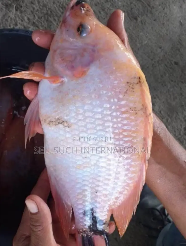 Espèces De Poissons Géants Pour La Pisciculture