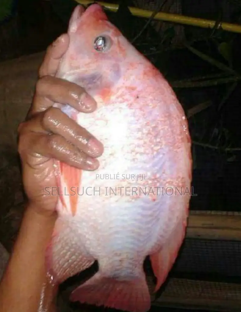 Espèces De Poissons Géants Pour La Pisciculture