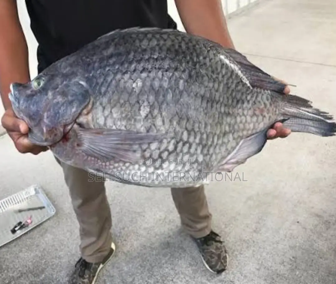 Espèces De Poissons Géants Pour La Pisciculture