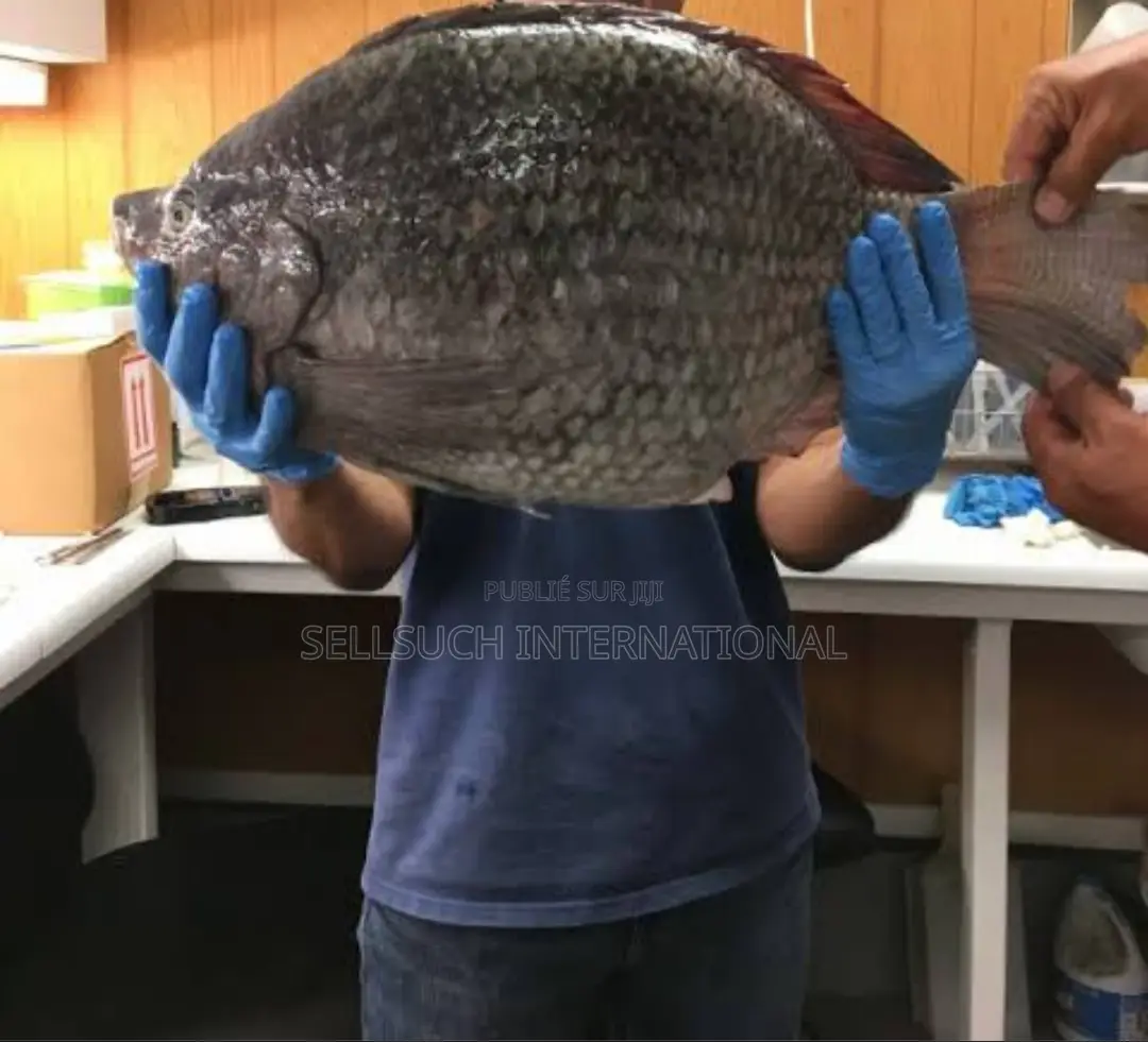 Espèces De Poissons Géants Pour La Pisciculture