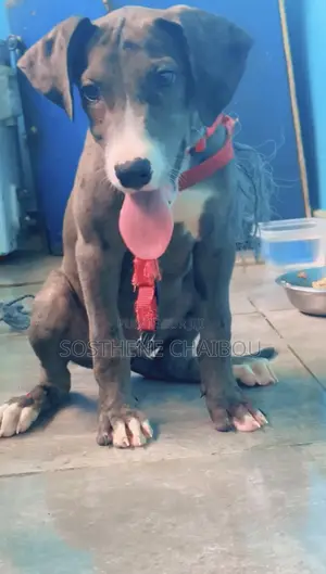 Photo - 1-3 mois Homme Pure race Great Dane