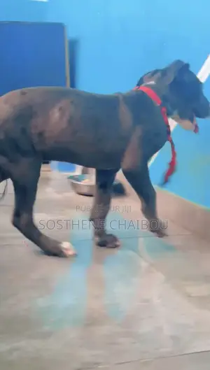 1-3 mois Homme Pure race Great Dane