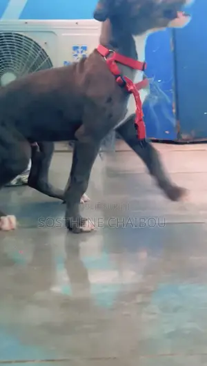 1-3 mois Homme Pure race Great Dane