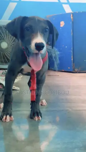 1-3 mois Homme Pure race Great Dane