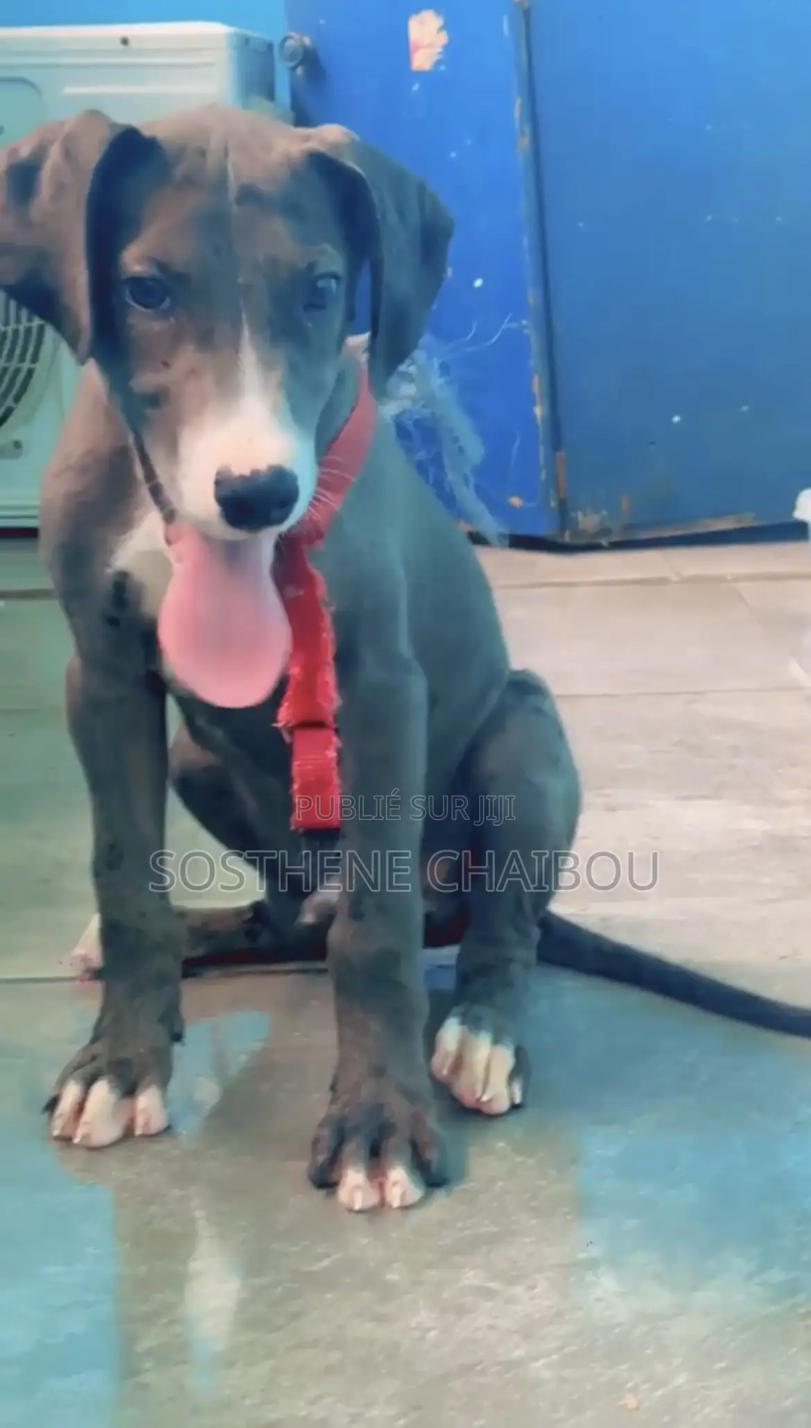 1-3 mois Homme Pure race Great Dane