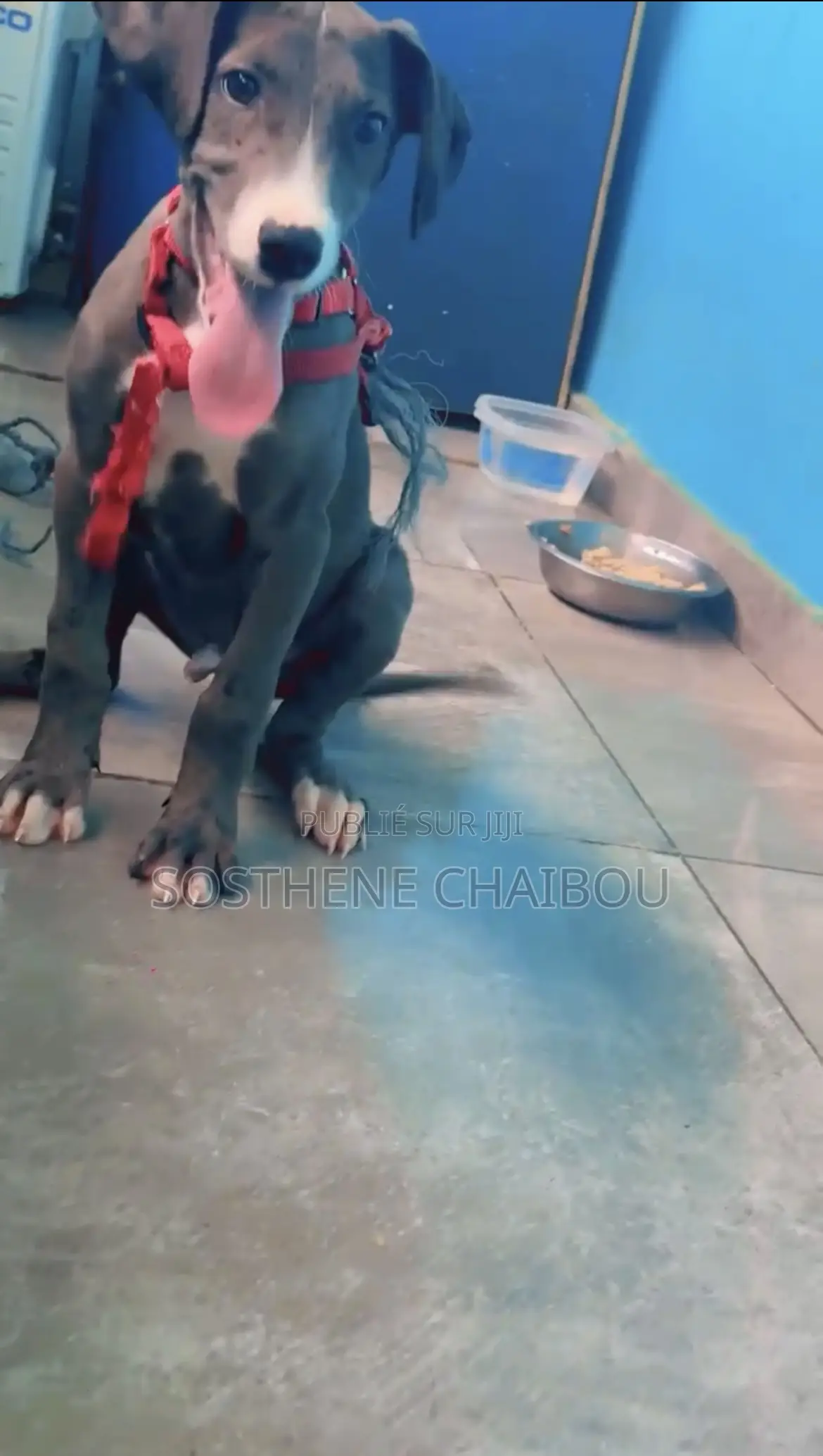 1-3 mois Homme Pure race Great Dane