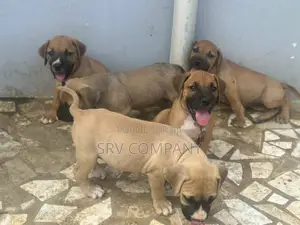 Photo - 0-1 mois Homme Pure race Boerboel