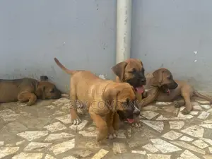 0-1 mois Homme Pure race Boerboel