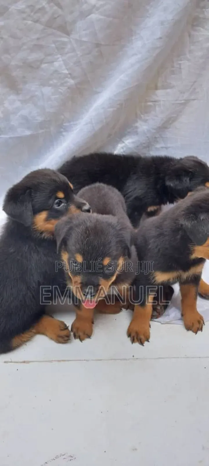 1-3 mois Homme Pure race Rottweiler
