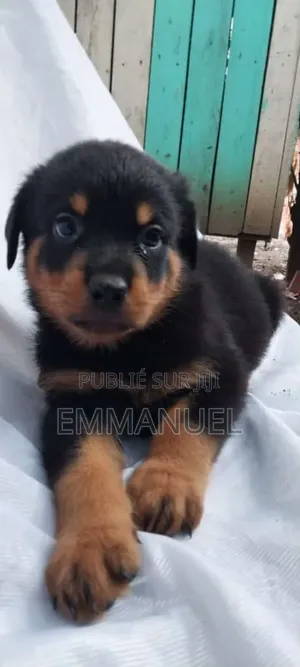 1-3 mois Homme Pure race Rottweiler