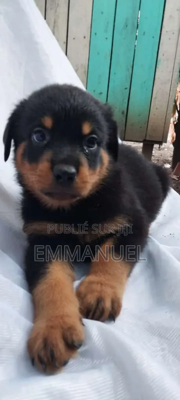 1-3 mois Homme Pure race Rottweiler